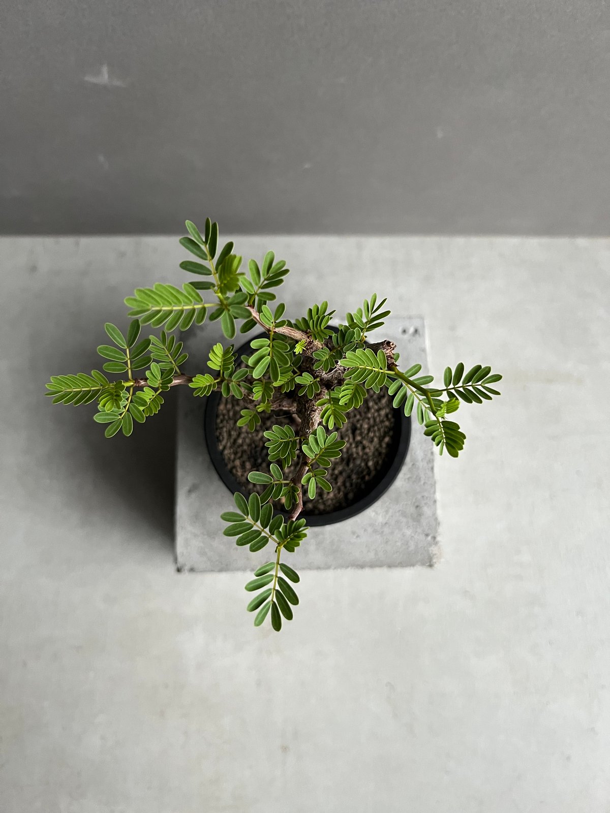 A Sennameridionalis-センナ・メリディオナリス 海外実生発根済 Senna meridionalis-センナ・メリディオナリス 海外実生発根済B