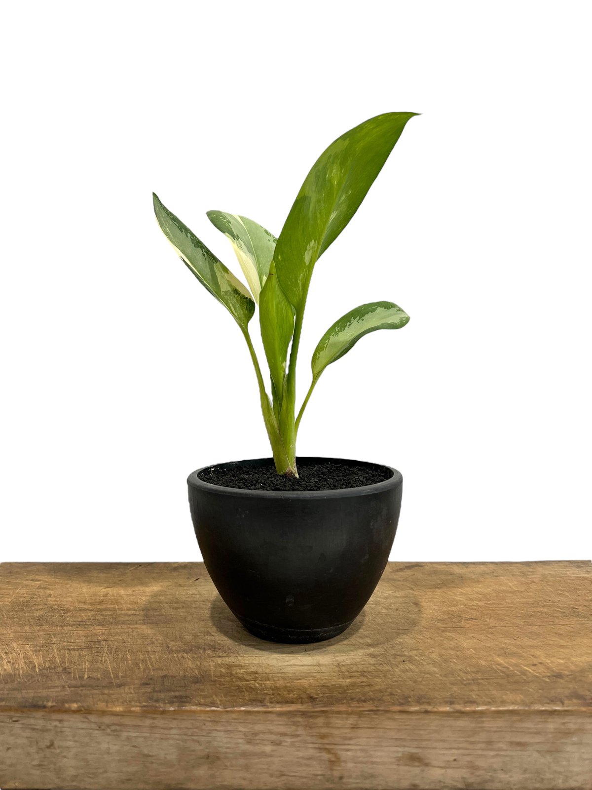 Aglaonema Suvarnabhumi」（アグラオネマ・スワンナプーム） アグラオネマ スワンナプーム「Aglaonema Suvarnabhumi」93C-2 | S