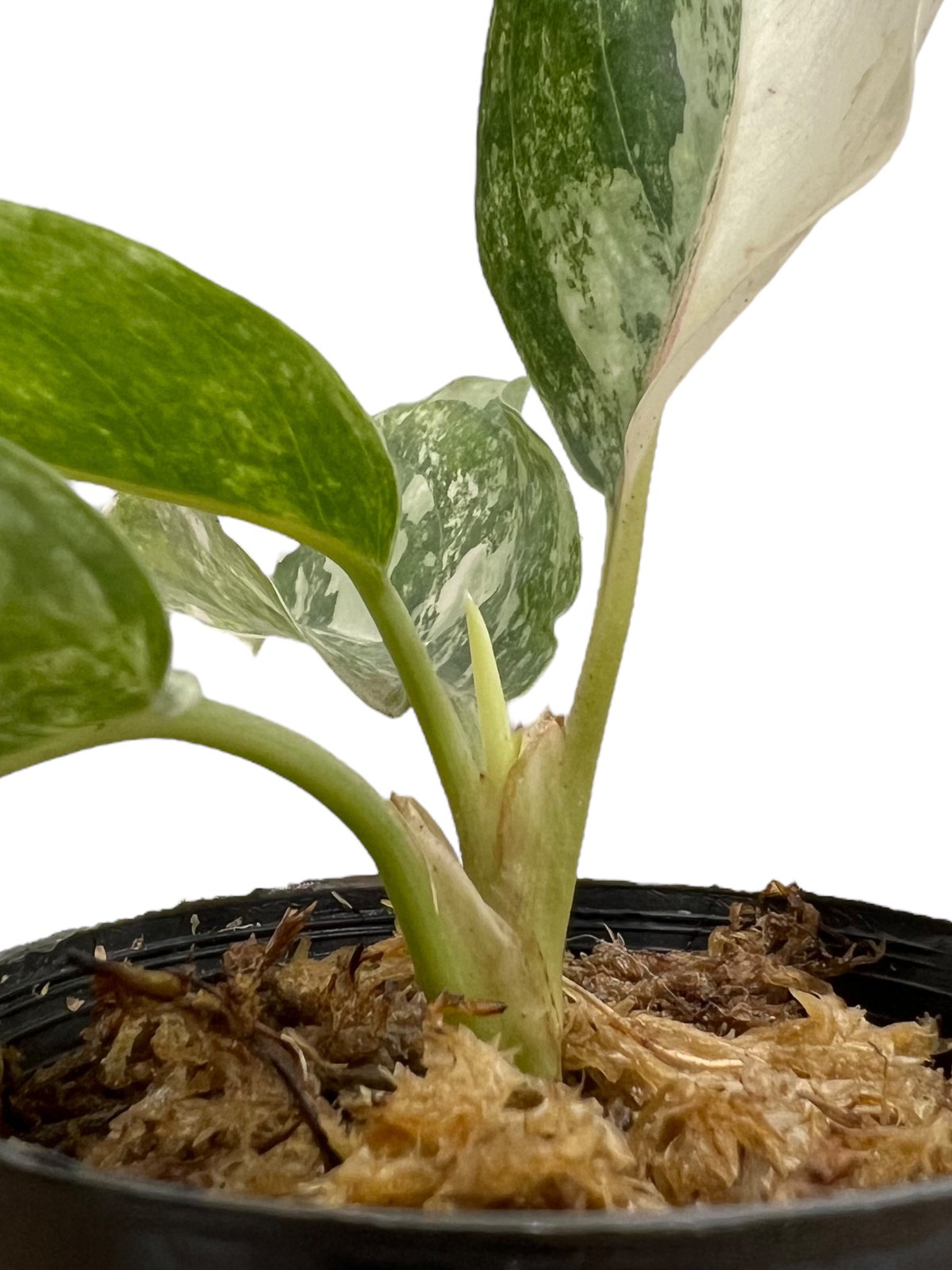 アグラオネマ サイアム ジェイド 「Aglaonema Siam Jade」27J アグラオネマ サイアム ジェイド 「Aglaonema Siam Jade」27J