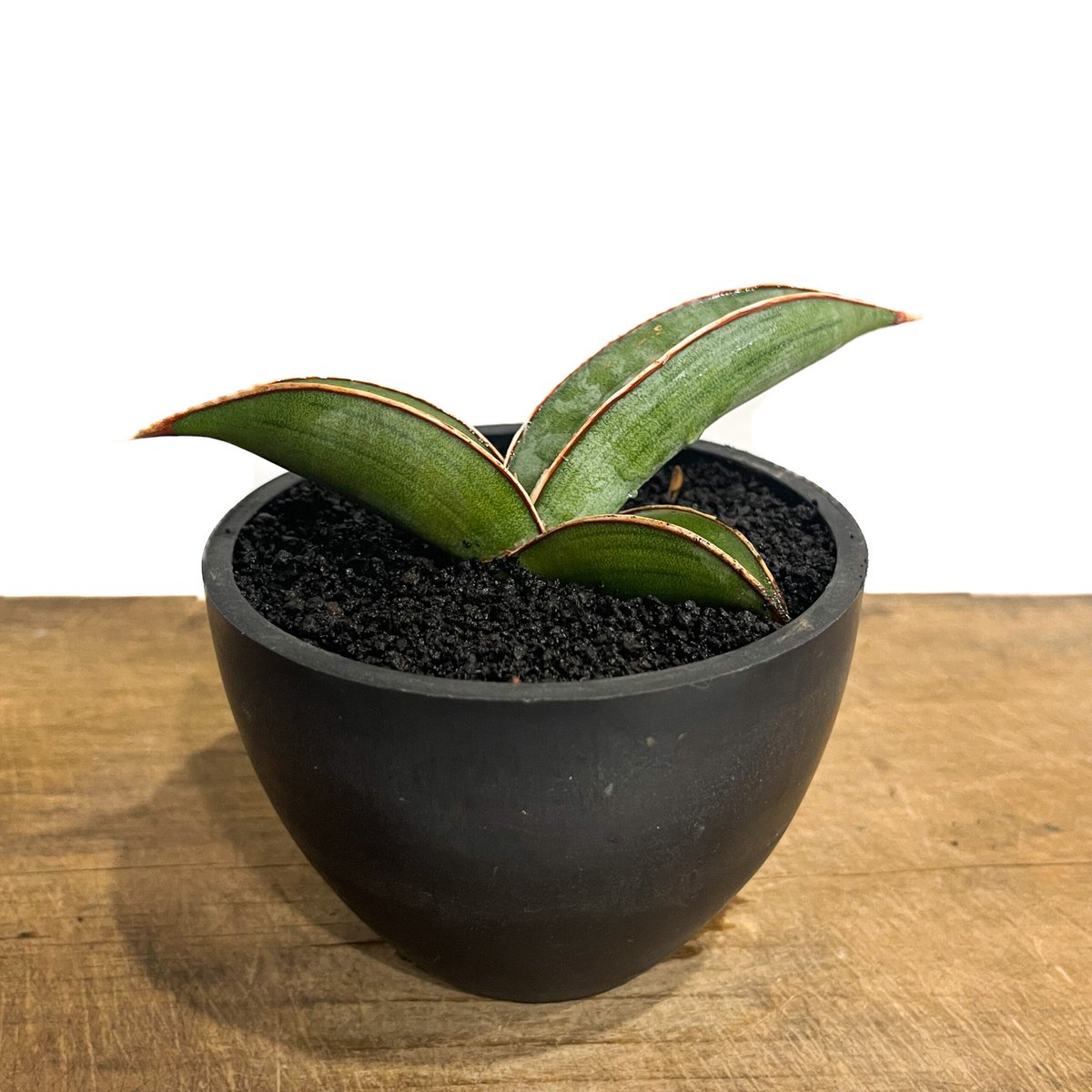 EMP サンセベリア ブアカーオ / SA391 EMP サンセベリア ブアカーオ