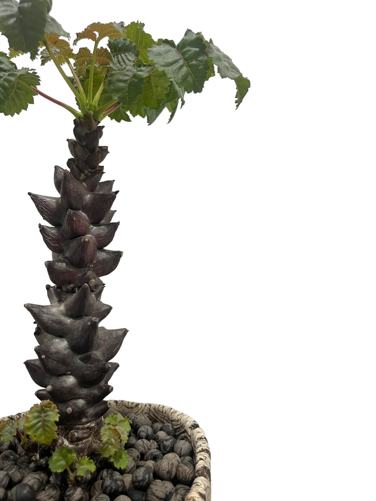 ベイセリア　メキシカーナ 972488dc3dc30f5f5fe74ad8254b52