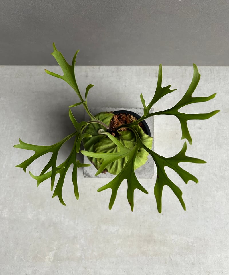 ビカクシダ リドレイ “パカラン”「Platycerium ridleyi “Pakarang