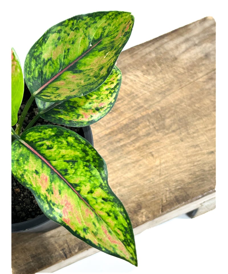 アグラオネマ マハ ヘン 「Aglaonema Maha Heng」11/17 | SHOUC