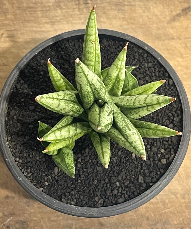 サンスベリア Sansevieria Mingmanee v B サンスベリア Sansevieria Mingmanee v B Sansevieria Ming