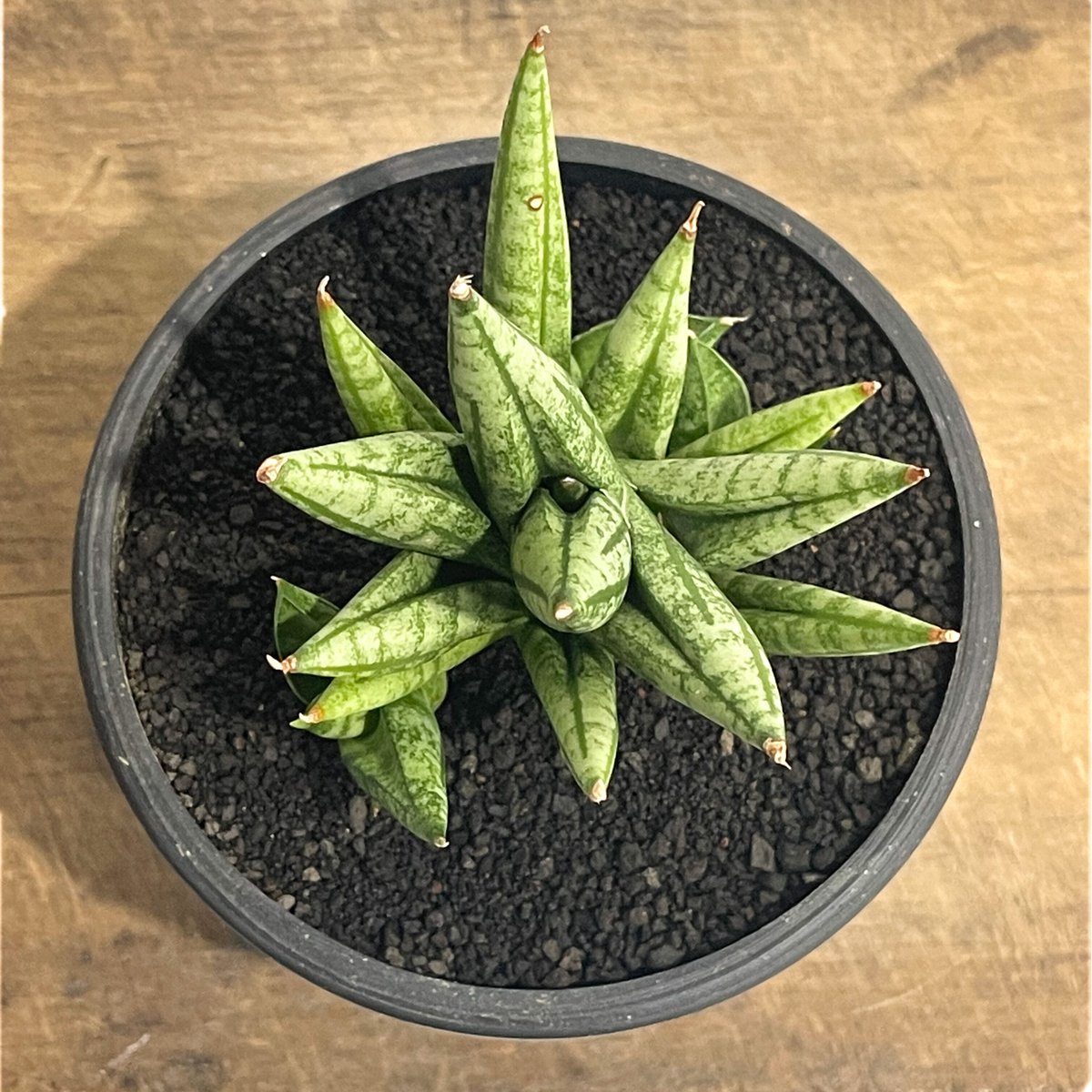 サンセベリア ミン マニー 「Sansevieria Ming Manee by Unyama