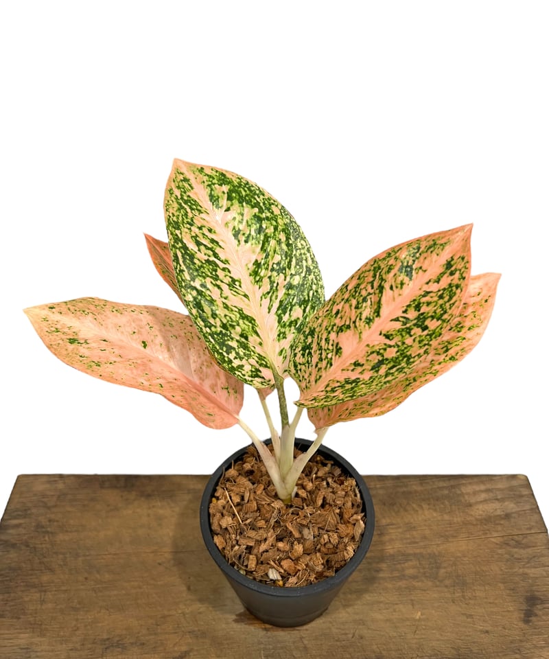 アグラオネマ スターダスト オレンジ「Aglaonema Stardust Orange」44