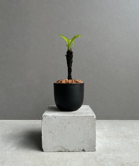 その他観葉植物 Drynaria delavayi Chuxion その他観葉植物 Drynaria delavayi Chuxion Drynaria - Search / X