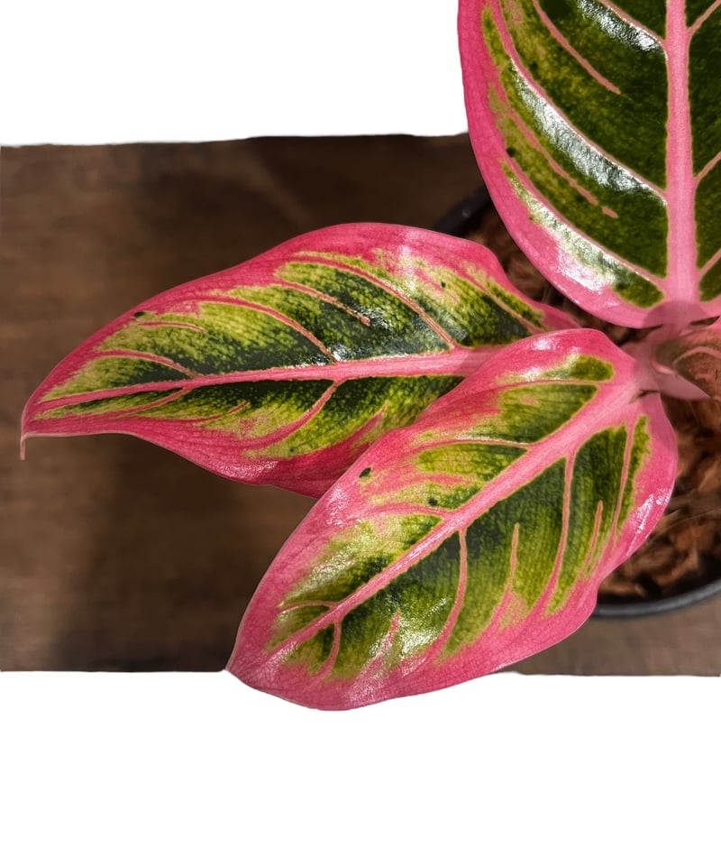 アグラオネマ ロータス デライト 「Aglaonema Lotus Delight アグラオネマ ロータス デライト 「Aglaonema Lotus Delight