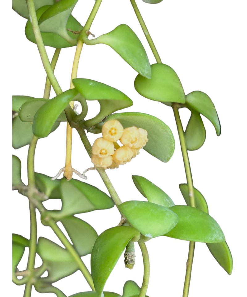 ホヤ ヘウスケリアナイエロー 花座有 抜き苗