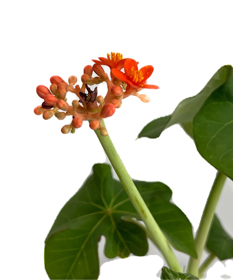 ヤトロファ sp. グアテマラ＋pmp 「 jatropha sp. Guatemala」5