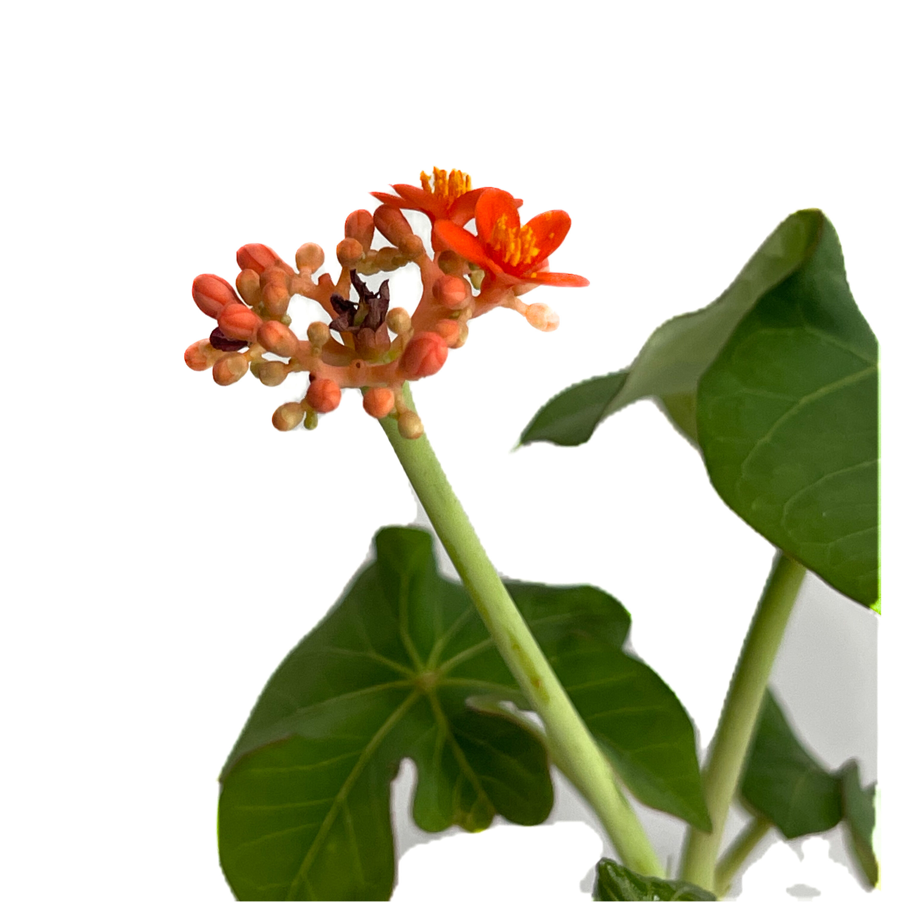 ヤトロファ sp. グアテマラ “jatropha sp. Guatemala” original