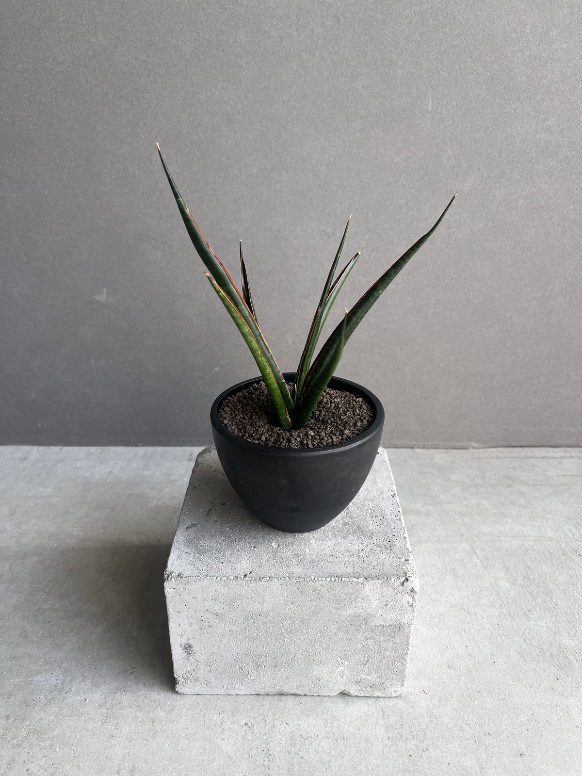 サンセベリア ブラック カラバオ 「Sansevieria Black Carabao