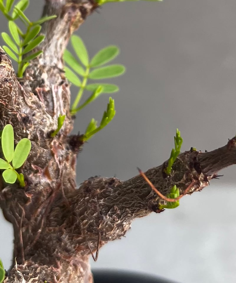 センナ メリディオナリス 実生苗 「Senna meridionalis」60Z