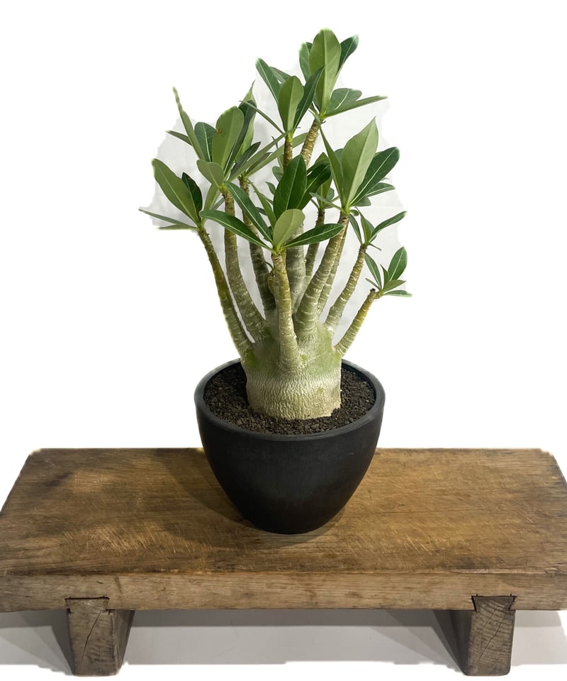 アデニウム アラビカム'選抜個体' 「Adenium arabicum “Select”」7/