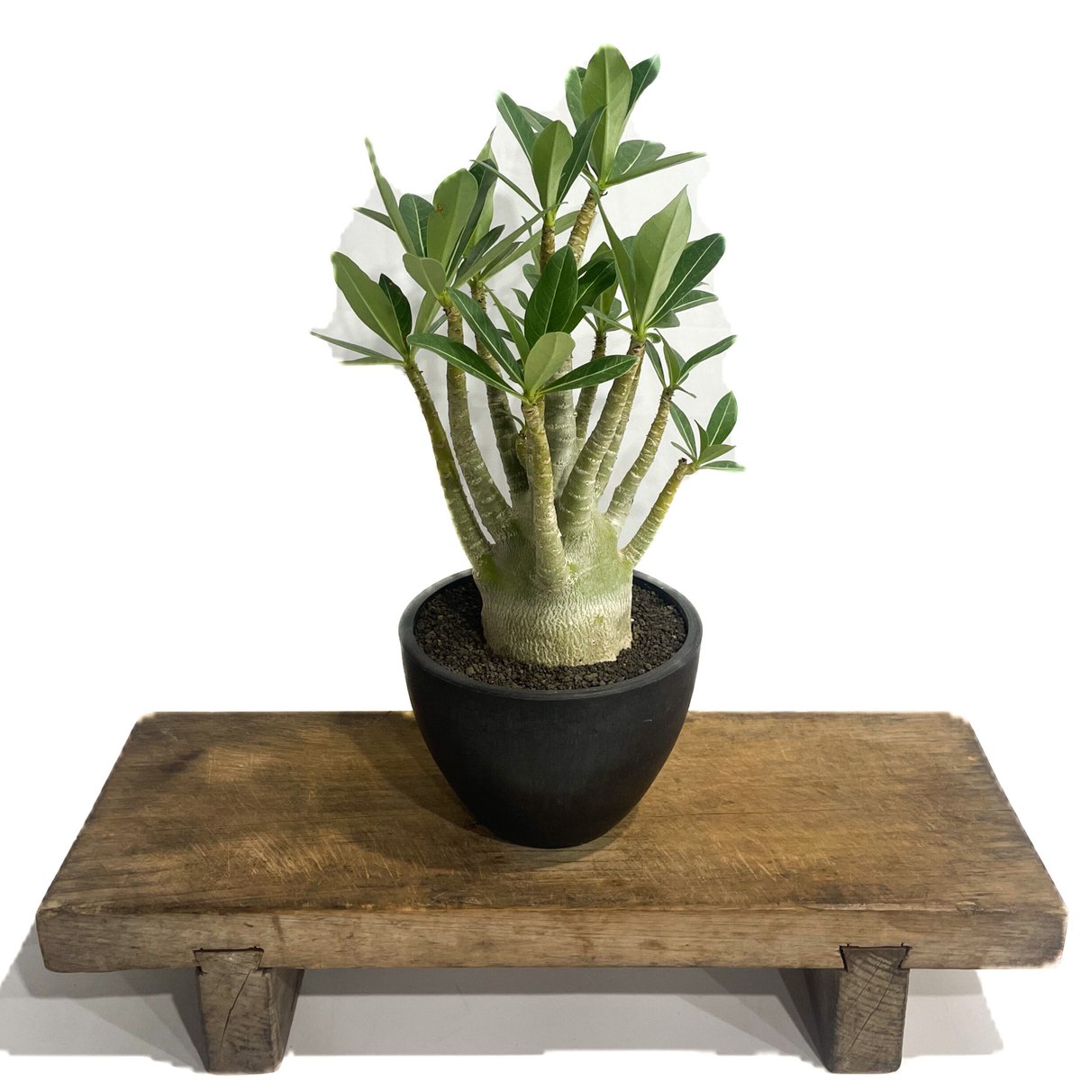 アデニウム アラビカム'選抜個体' 「Adenium arabicum “Select”」7/