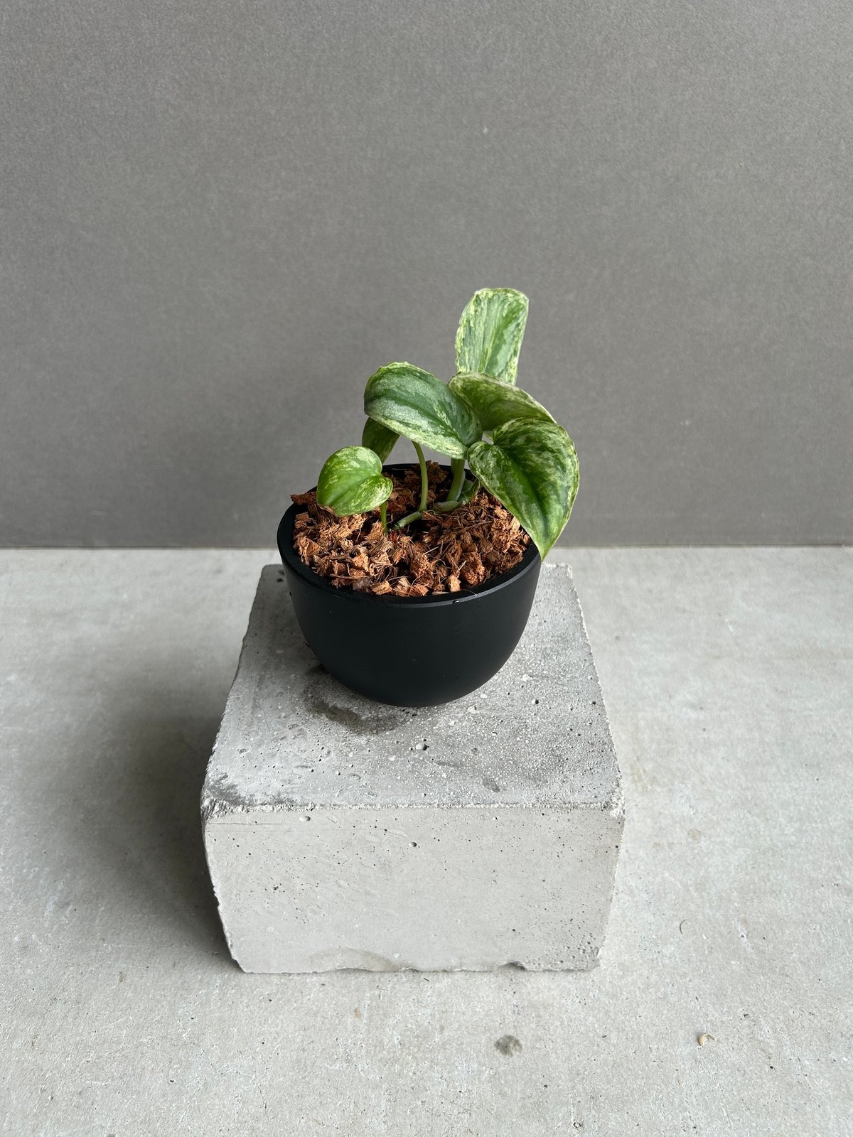 ①スキンダプサス アポラキ,スキンダプサス エキゾチカホログラムバリエガータ Happy Scindapsus Sunday🌿✨ Scindapsus exotica hologram