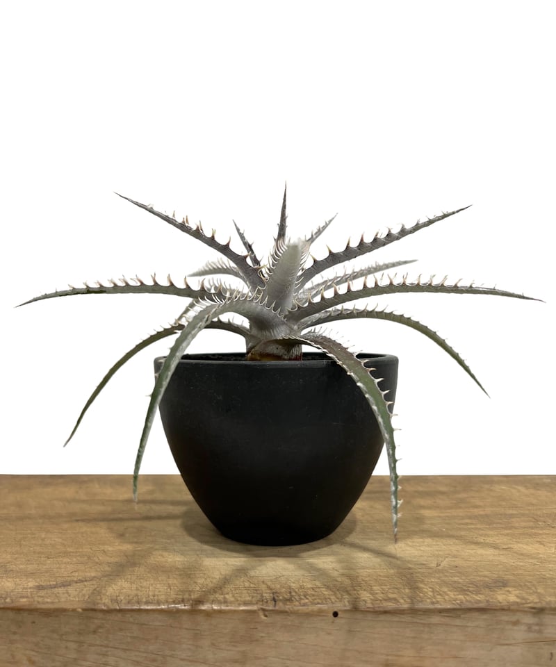 Dyckia ‘Samurai’ ディッキア 中株 Yahoo!オークション - 21. ディッキア Dyckia Samurai Bromeliad
