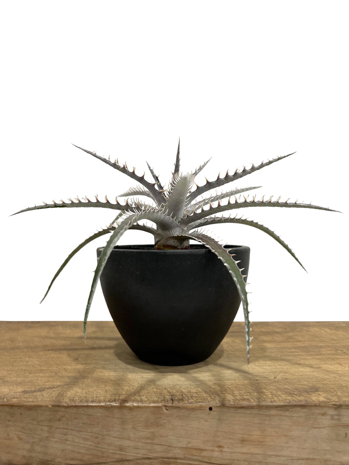 ニイカデッキ デッキステージ マダイテンヤ | がまかつ