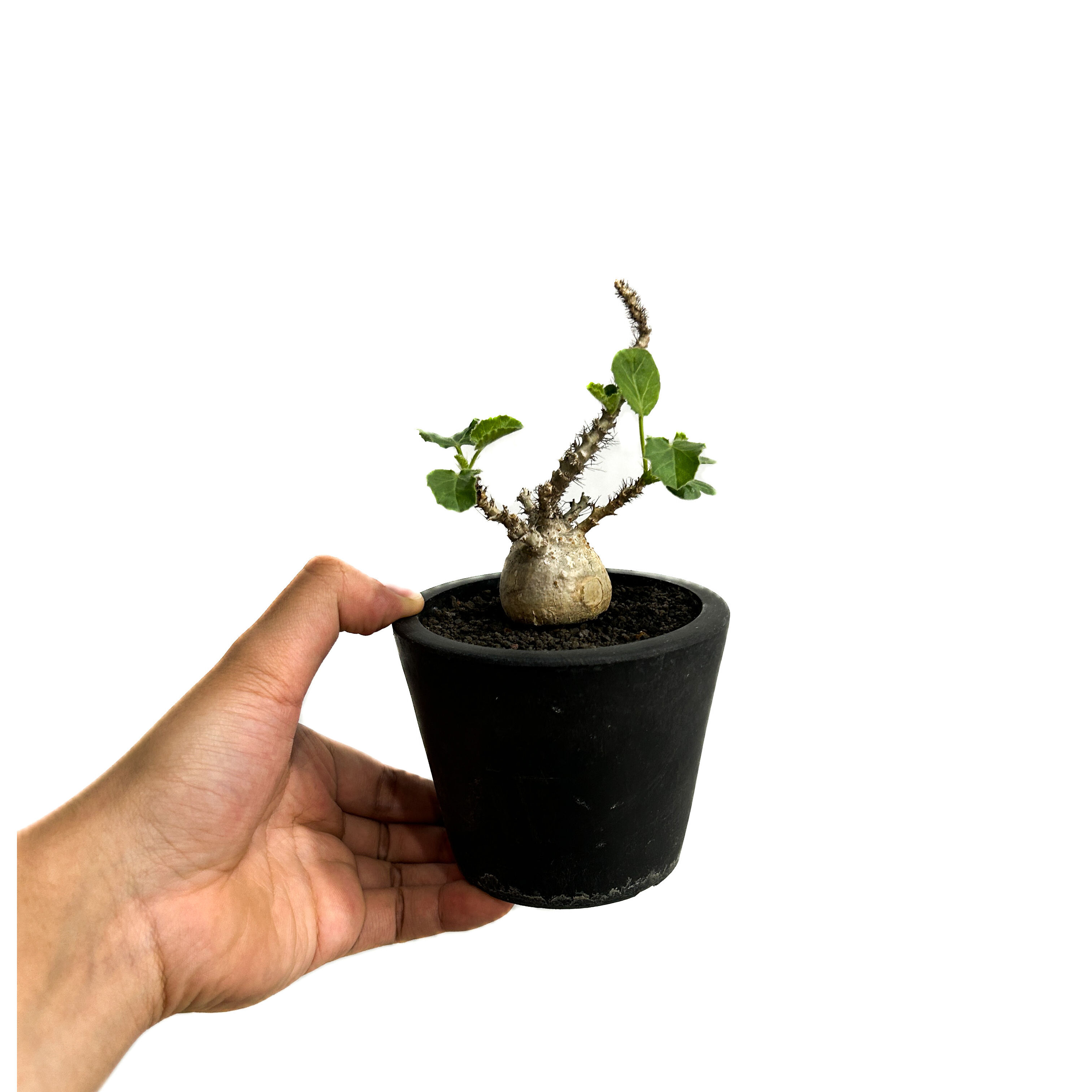ヤトロファ マルギナータ 「 jatropha marginata」6/14-782-1 |