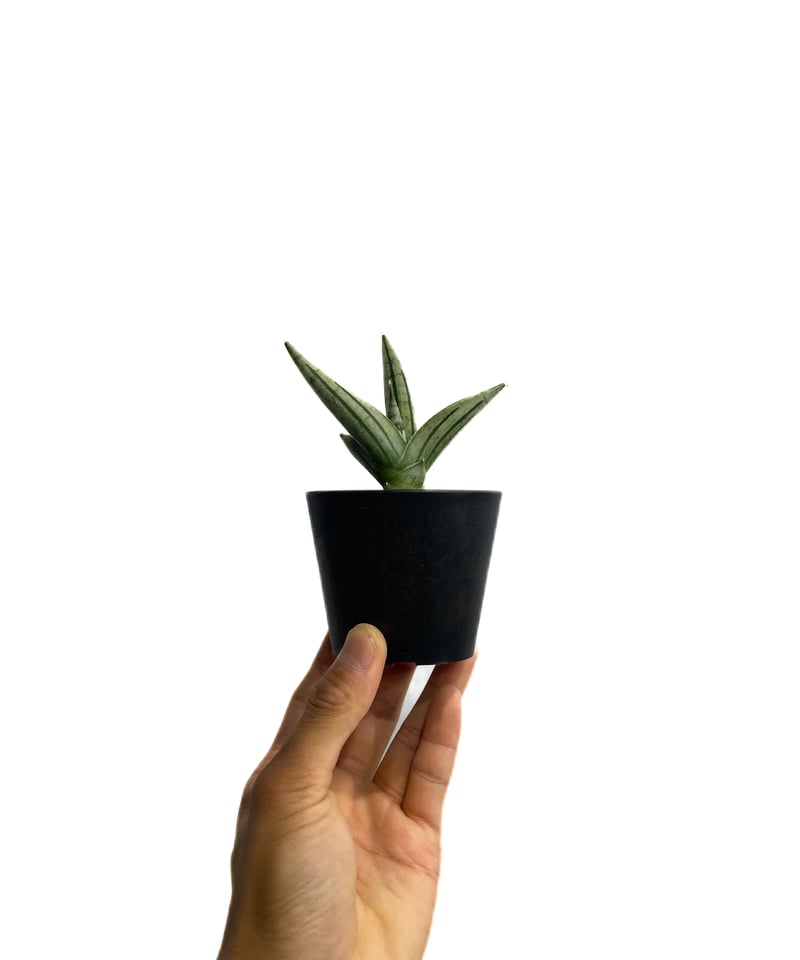 サンセベリア ジュピター「Sansevieria Jupiter」30E-1 | SHOUCH