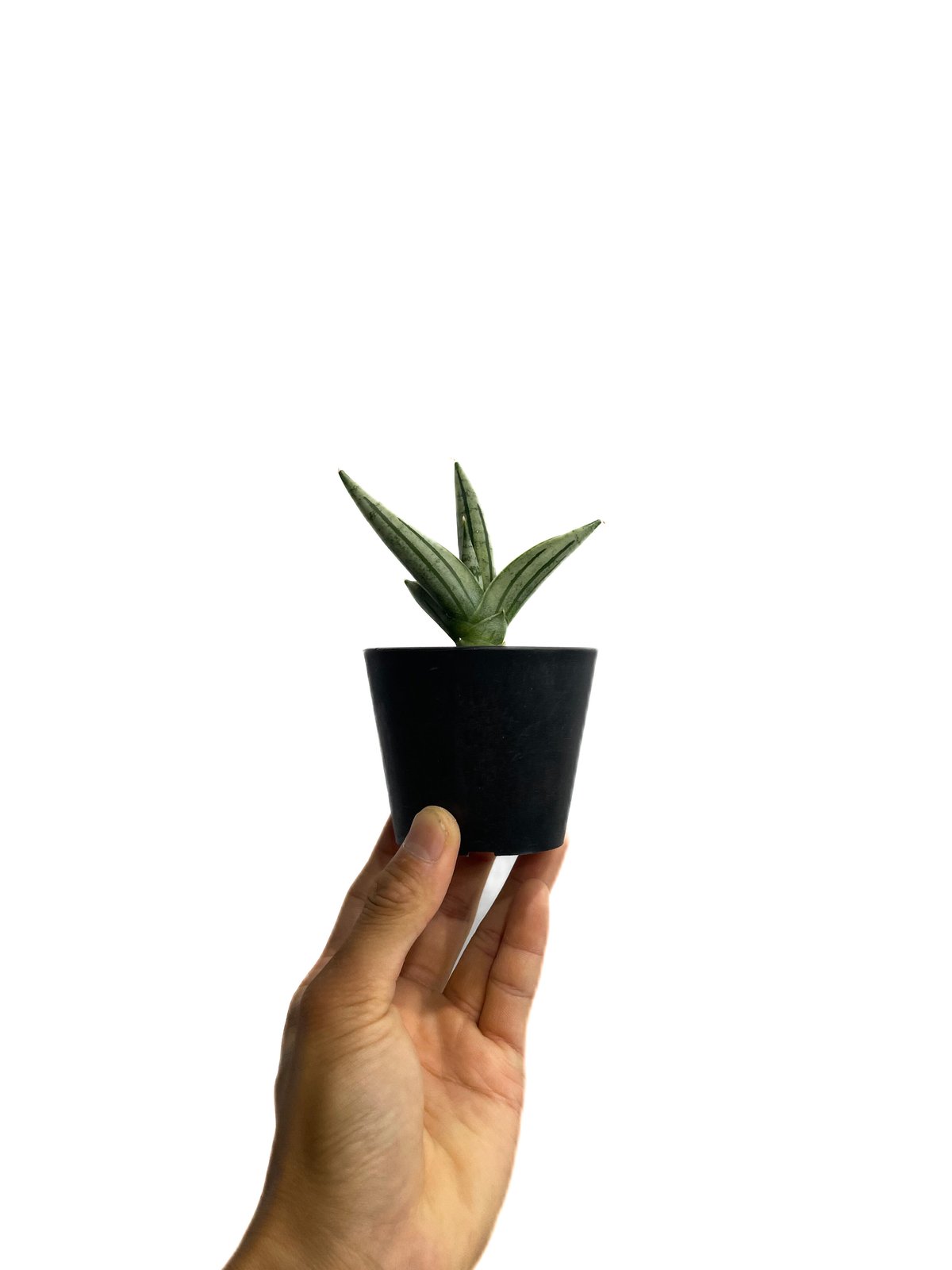 サンスベリア ジュピター Sansevieria Jupiter サンセベリア ジュピター「Sansevieria Jupiter」30E-1 | SHOUCH
