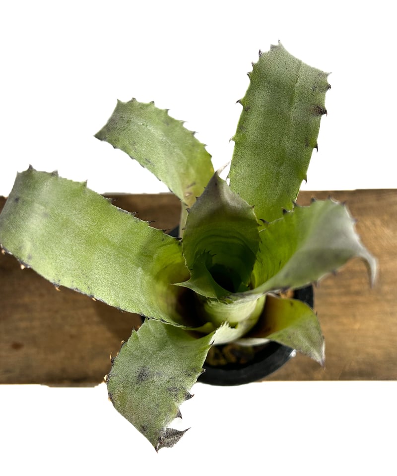 ホヘンベルギア レオポルドホルスティ× sp.357「Hohenbergia Leopold