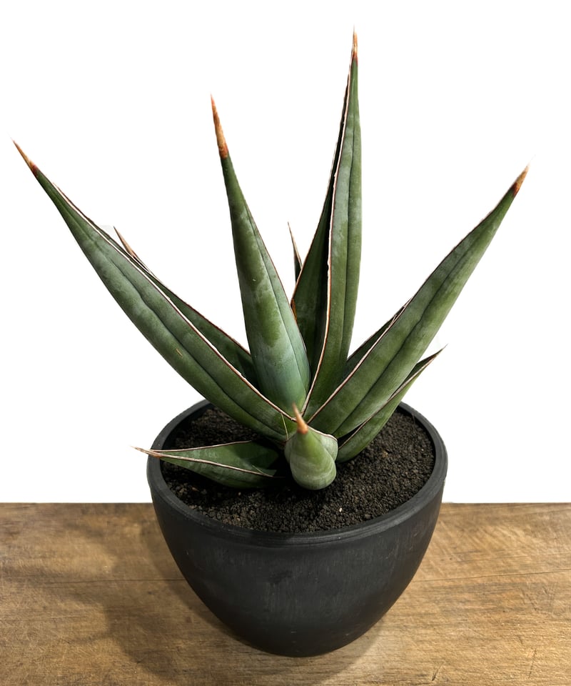 t*a様 S5000☆オークション☆サンスベリア ピングイキュラ