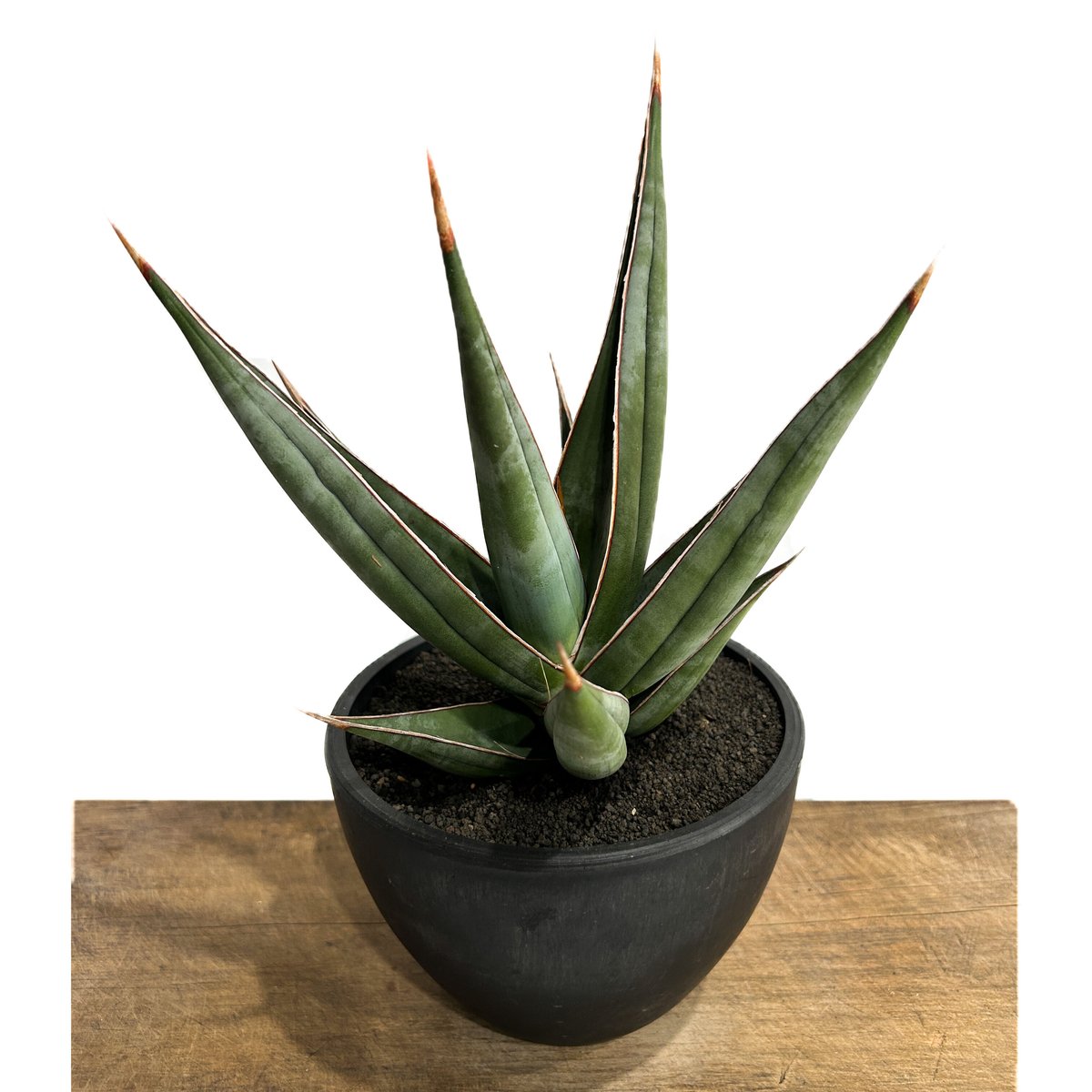 サンセベリア ピングイキュラ ロンギフォリア 「Sansevieria