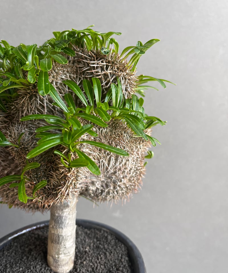 パキポディウム ラメリー 綴化 +YON-HACHI (Masaki Tomabechi)