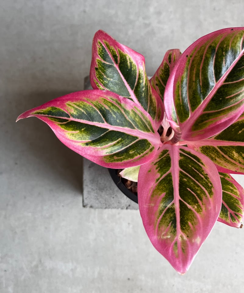 h*i様 【veil plants】アグラオネマ　ロータスデライト アグラオネマ ロータス デライト 「Aglaonema Lotus Delight」95E |