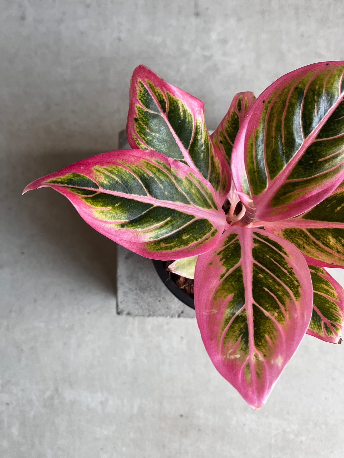アグラオネマ ロータス デライト 「Aglaonema Lotus Delight