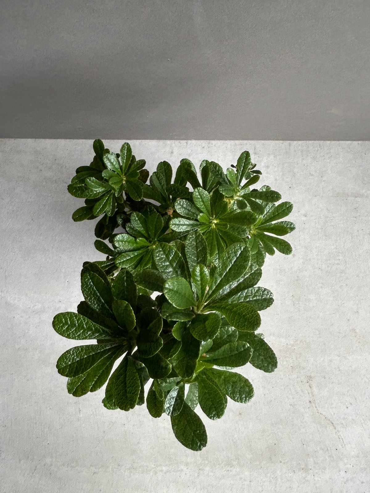 ドルステニア ギガス “選抜個体”+ YON-HACHI 「Dorstenia gigas “