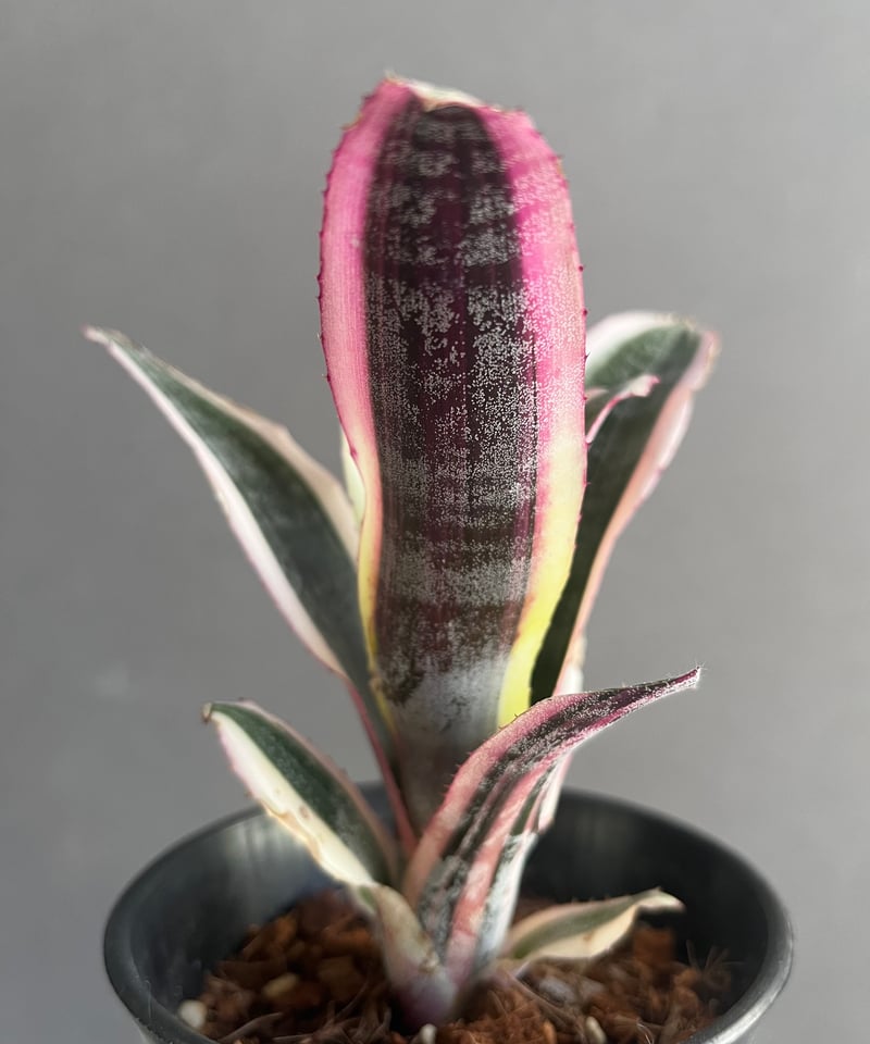 エクメア オットー 「Aechmea Otto」40A | SHOUCHIKUEN