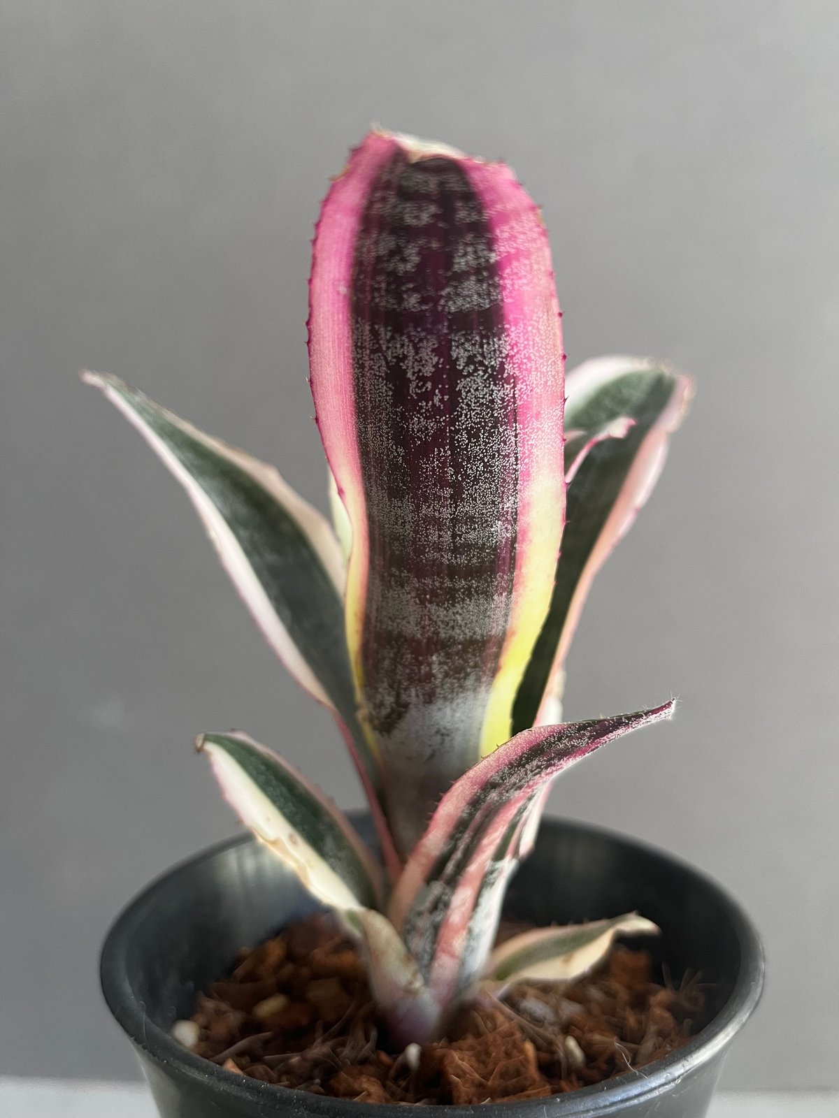 エクメア オットー 「Aechmea Otto」40A | SHOUCHIKUEN