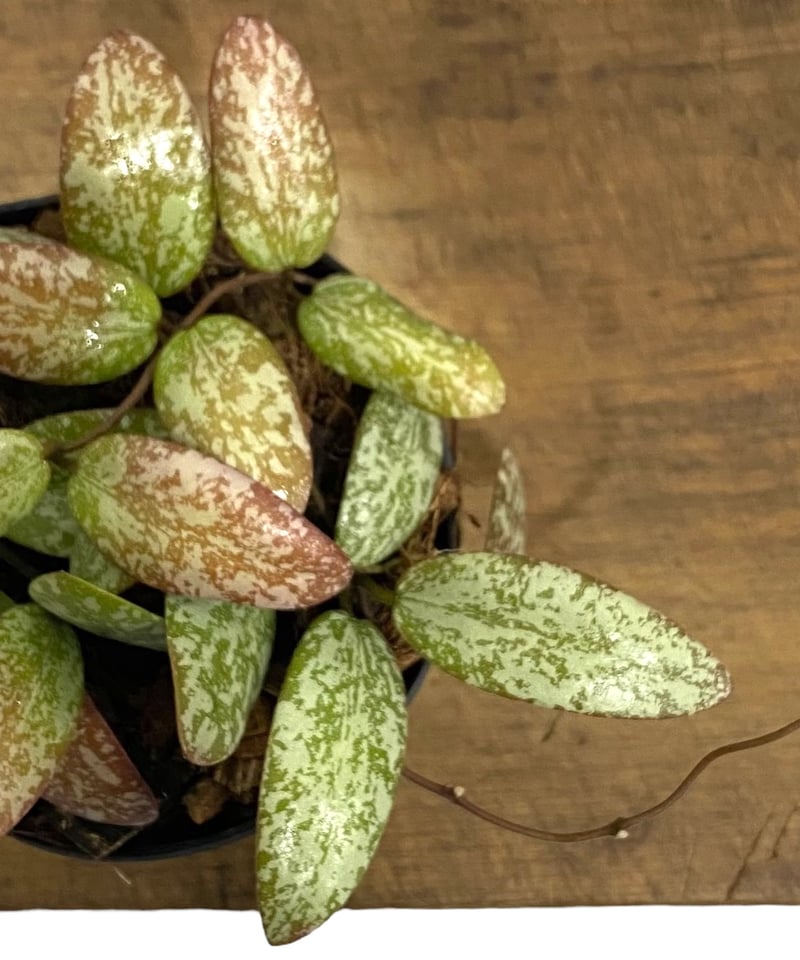 専用 ＊ ホヤ ＊ Hoya ＊ ラティシルバー ＊2株 現品販売 ホヤ Hoya AH-0035 3.5号 鷲尾園芸 希少 レア 観葉植物