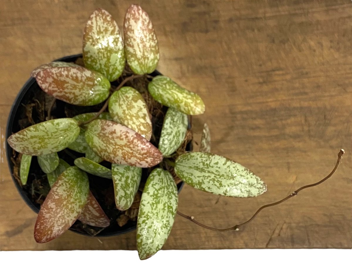 ホヤ シギラティス シルバー ボルネオ 「Hoya sigilatis Silver Bor