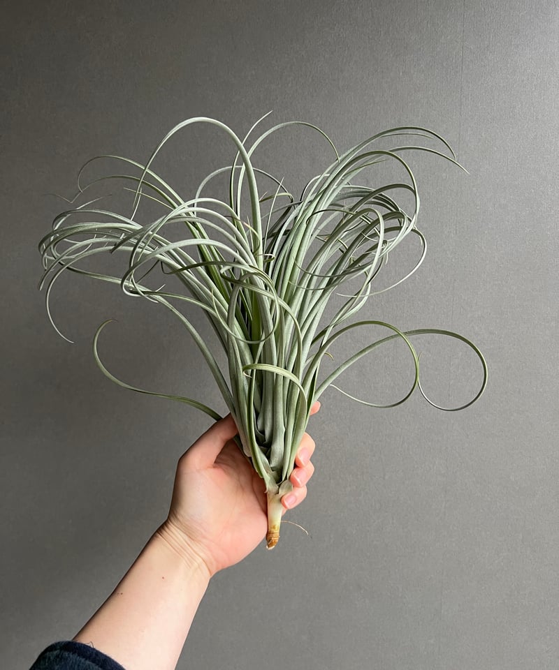 ティランジア グーモン 「Tillandsia Goomong (T.stricta x du