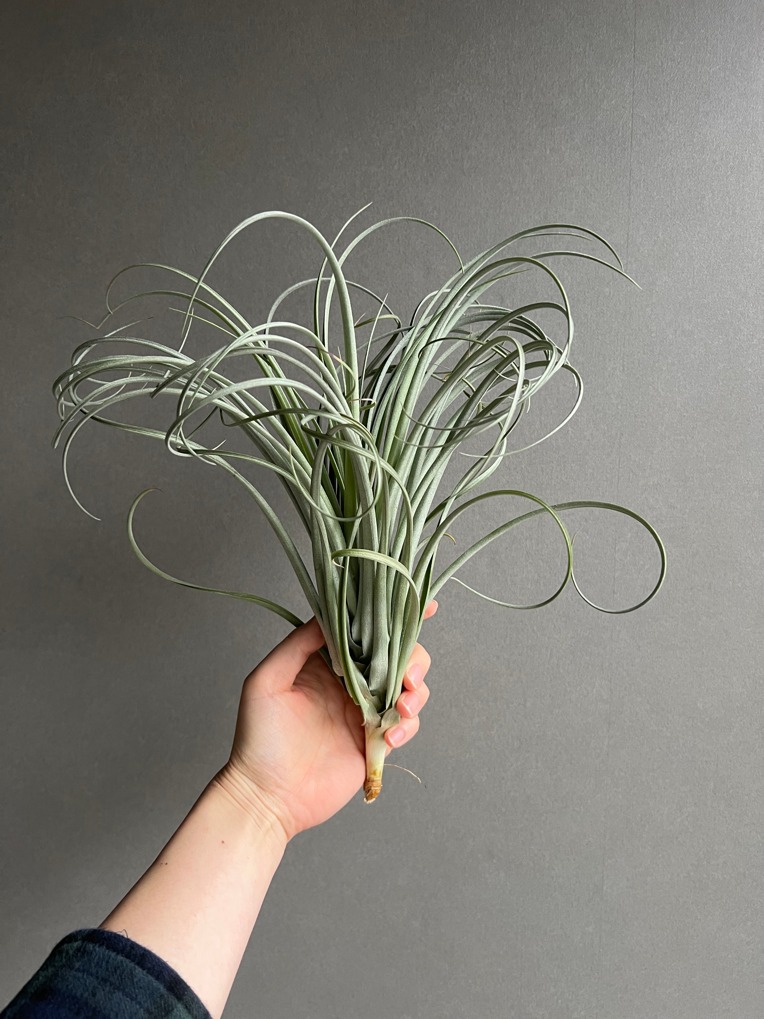 Tillandsia チランジア goomong original