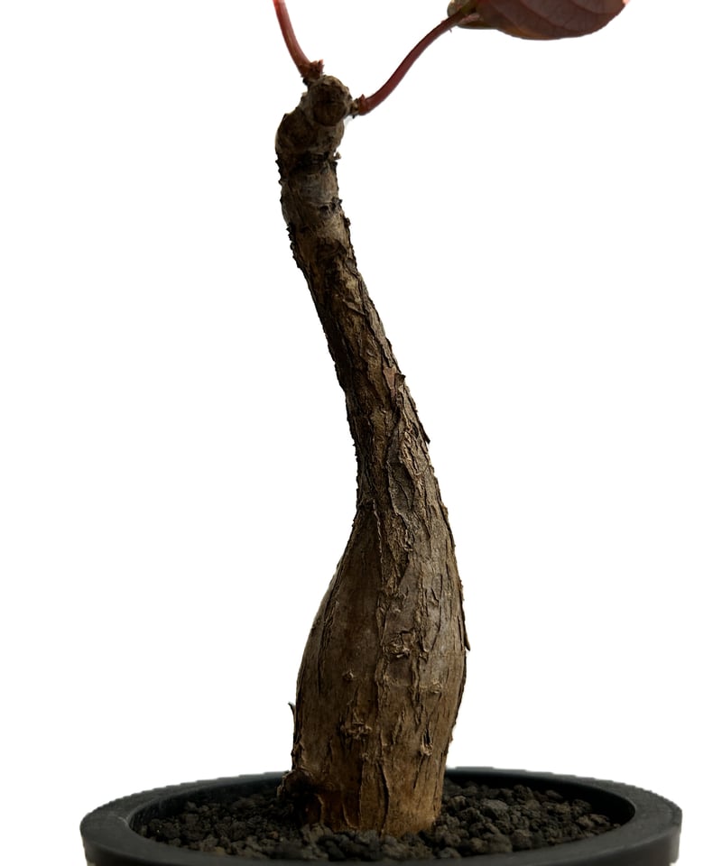 フィランサス ミラビリス「Phyllanthus mirabilis」5/29-644 | S
