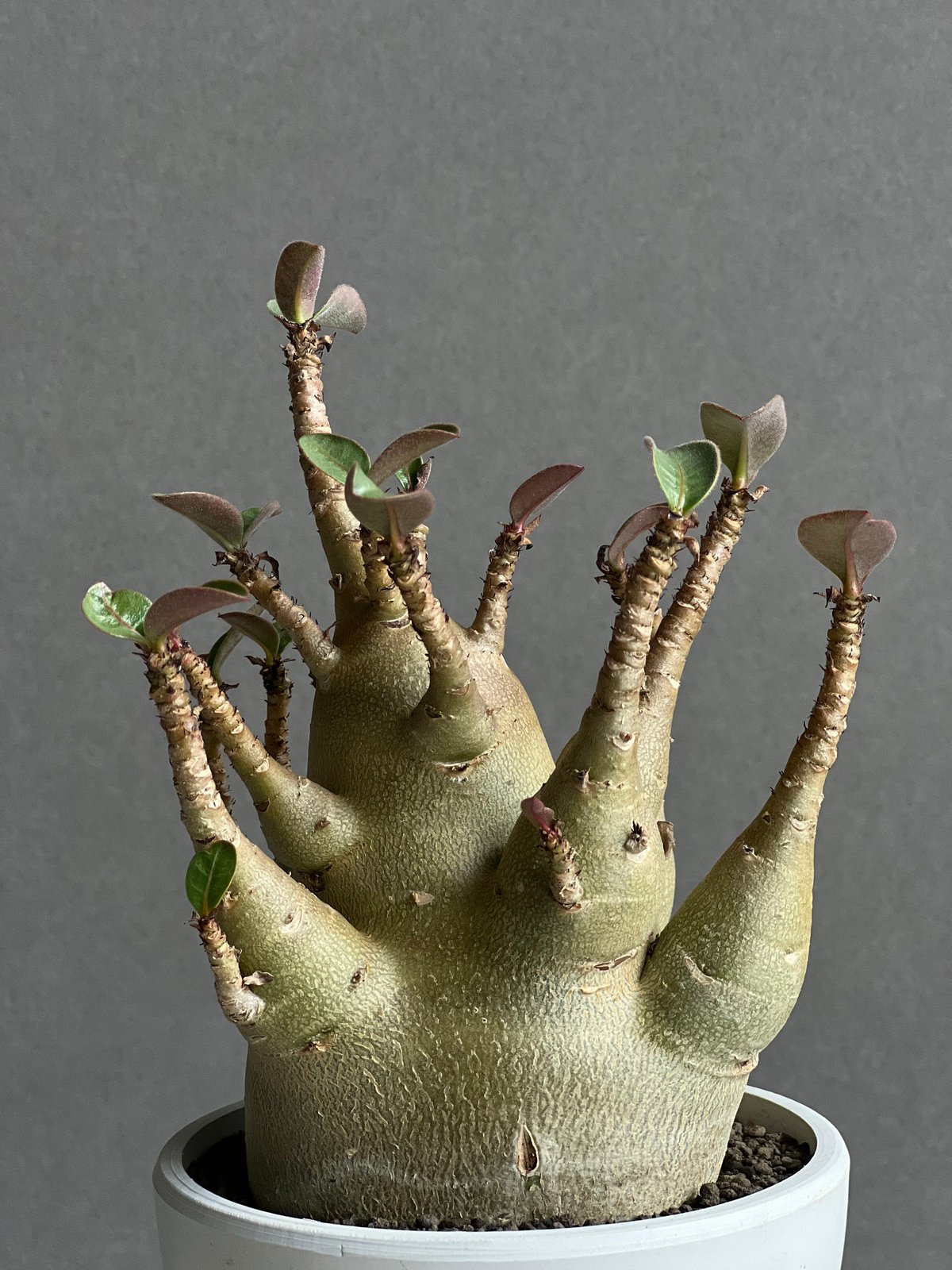 アデニウム アラビカム スーパー ドワーフ タイプ 「Adenium arabicum