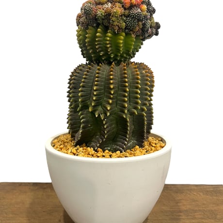 ギムノカリキウム ミハノビッチ 変異種 “選抜個体”「 Gymocalycium Mihaovichii Mutation “Select”」30R