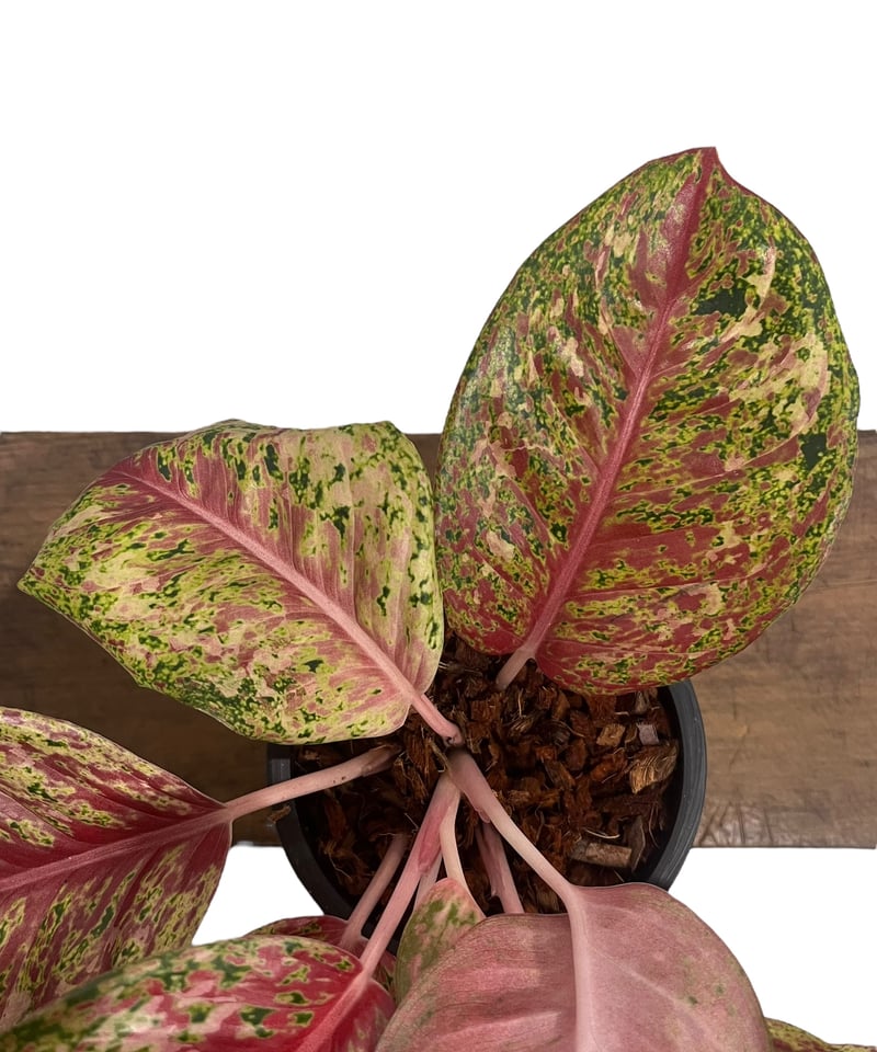 アグラオネマ プラチナム カラット 「Aglaonema Platinum Karat
