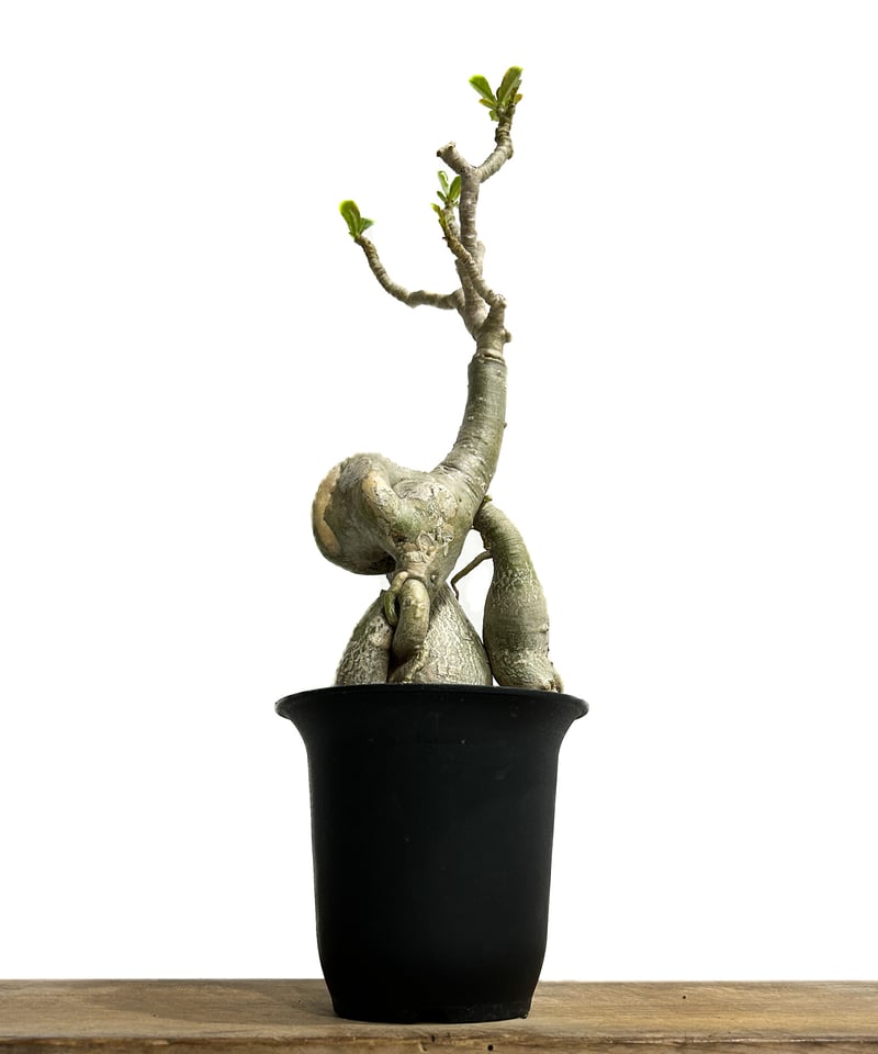 アデニウム ハイブリッド 接木 「Adenium hybrid grafting」3/29-2