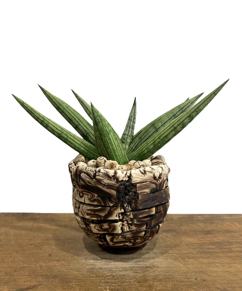 サンセベリア ルーキー + plantsmonsters pot 「Sansevieria R