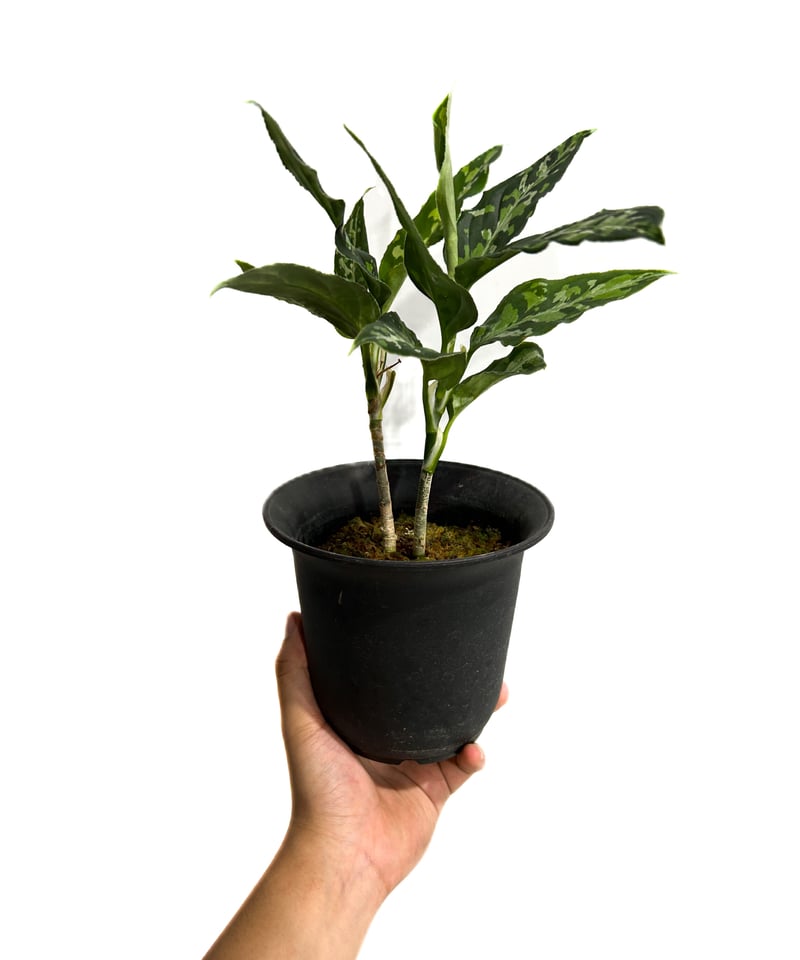アグラオネマ ピクタム トリカラー「Aglaonema pictum tricolor アグラオネマ ピクタム トリカラー「Aglaonema pictum tricolor
