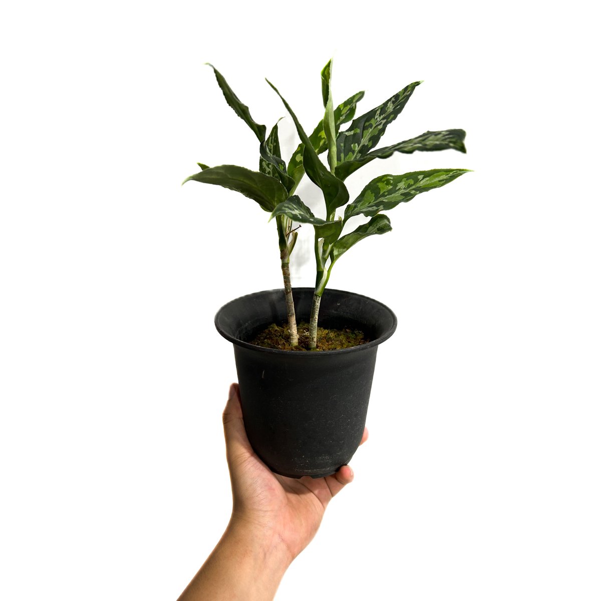 アグラオネマ ピクタム トリカラー「Aglaonema pictum tricolor」6/1...