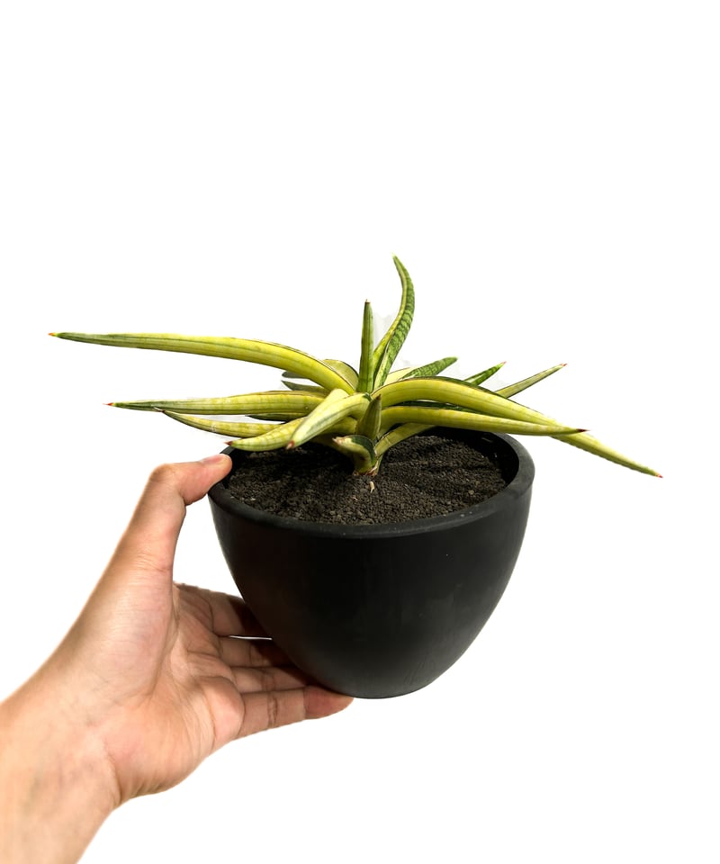 サンスベリア トムグランベリー×ピングイキュラ　大株 サンセベリア トム グランベリー 斑入「Sansevieria Tom Grumbley va