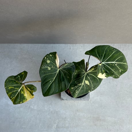 フィロデンドロン | STORES