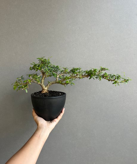 “うち” 盆栽 Limited Edition「“UCHI” BONSAI 」86H