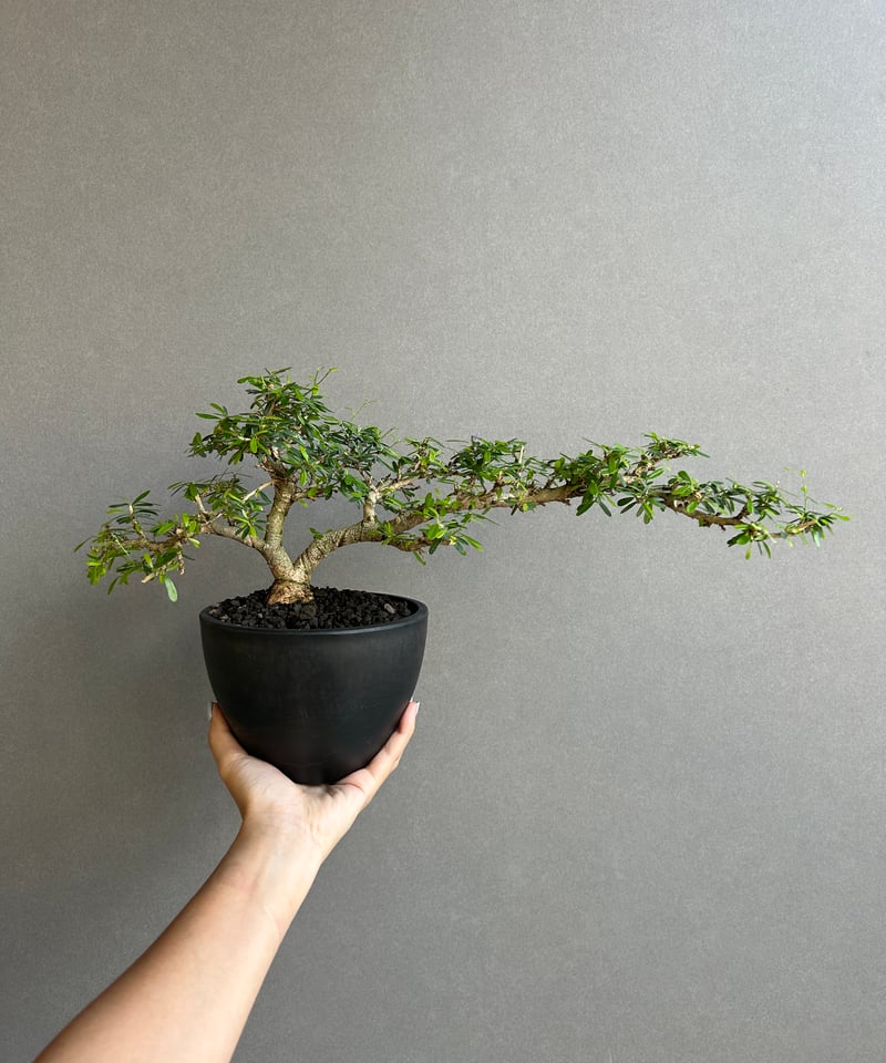 うち” 盆栽 Limited Edition「“UCHI” BONSAI 」86H | SH